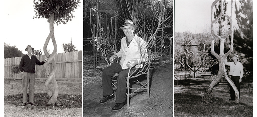 Three pictures of Axel Erlandson and his twisted tree creations, such as a double helix, chair, and sculptural shape.